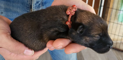 Les chiots de Eurasier