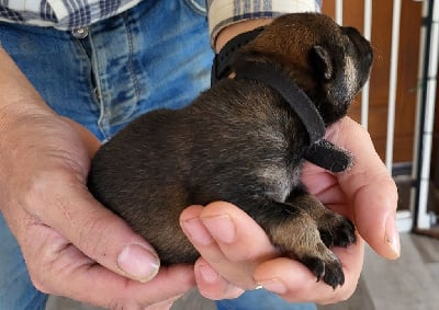Les chiots de Eurasier