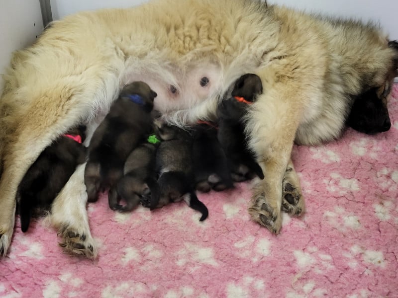 Eurasier - Du Domaine De Grande Esperance