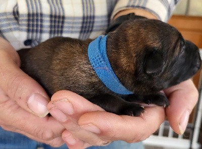 Eurasier - Du Domaine De Grande Esperance