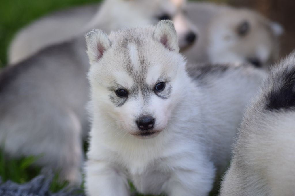 Of cold winter nights - Chiot disponible  - Siberian Husky