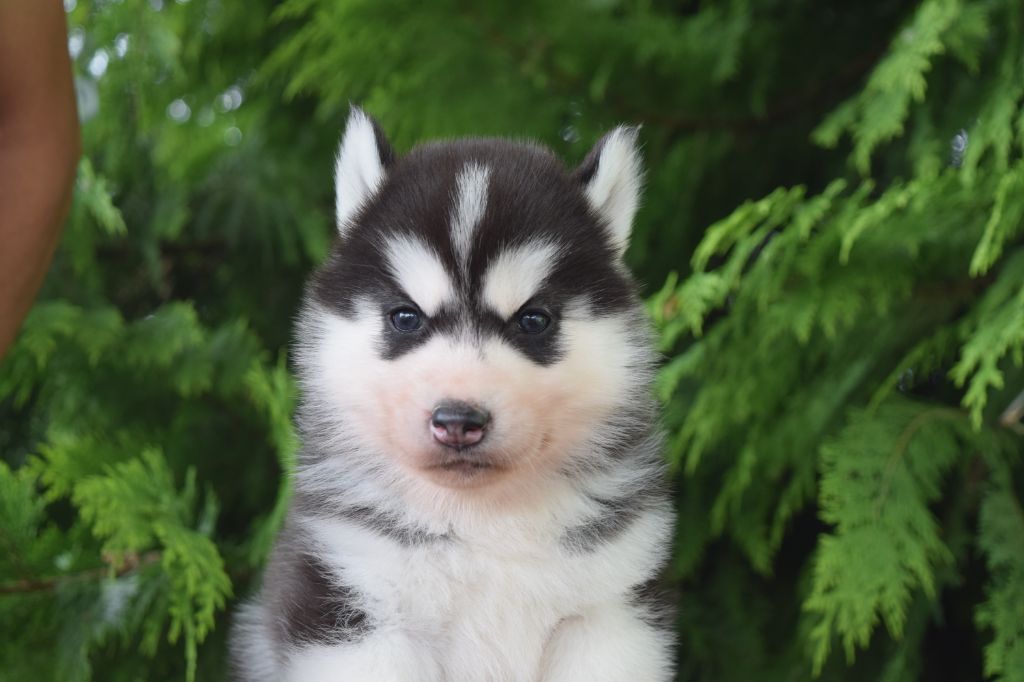 Accueil Elevage Siberian Husky Of cold winter nights