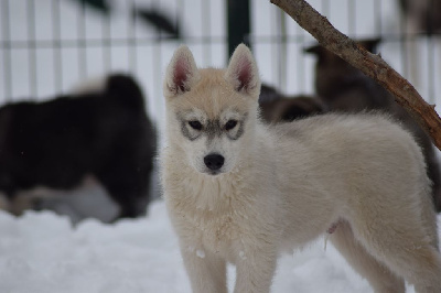 Of cold winter nights - Siberian Husky - Portée née le 23/01/2022