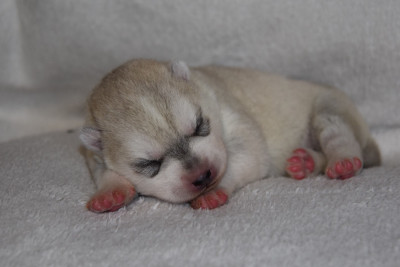 Les chiots de Siberian Husky