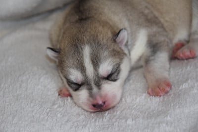 Les chiots de Siberian Husky