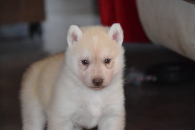 Les chiots de Siberian Husky