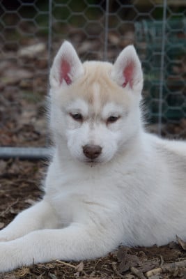 Les chiots de Siberian Husky