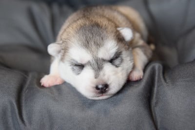 Les chiots de Siberian Husky