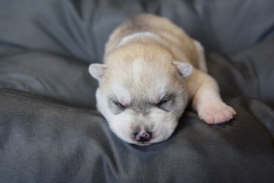 Les chiots de Siberian Husky