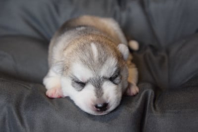 Les chiots de Siberian Husky
