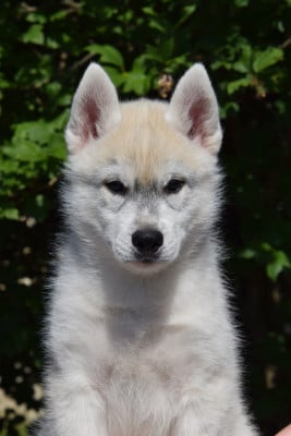 Les chiots de Siberian Husky