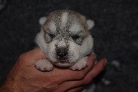 Of cold winter nights - Siberian Husky - Portée née le 04/09/2018