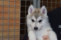Of cold winter nights - Siberian Husky - Portée née le 03/11/2018
