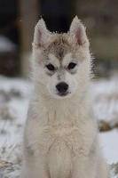 Of cold winter nights - Siberian Husky - Portée née le 03/11/2018