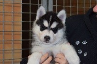 Of cold winter nights - Siberian Husky - Portée née le 31/10/2018