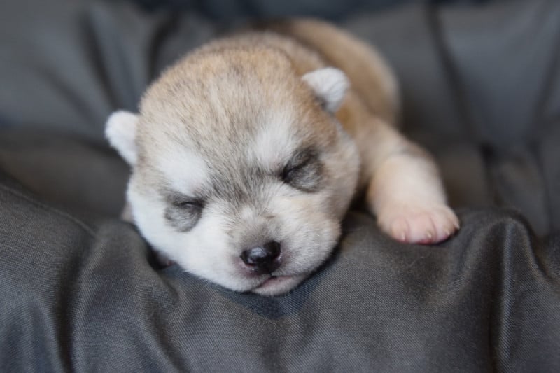 Siberian Husky - Of cold winter nights