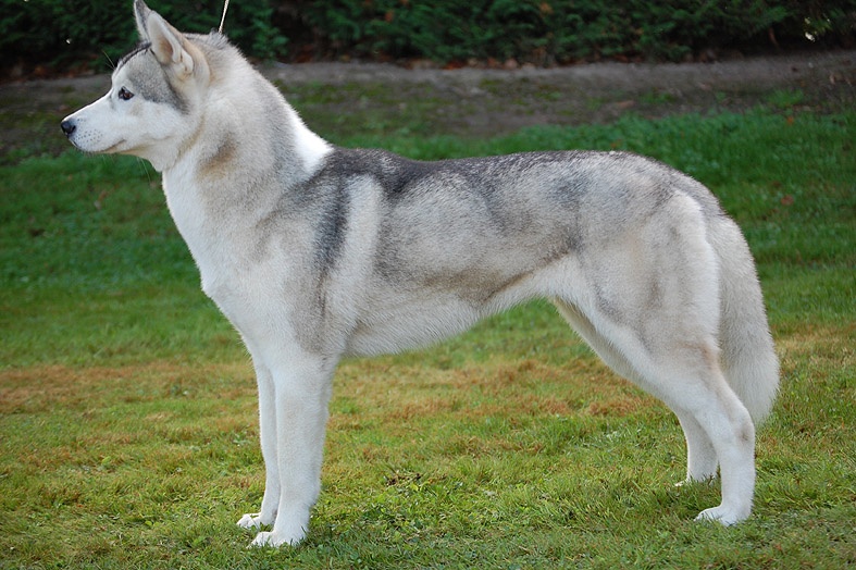 Better than average dite appaloos Of cool water - Excellent + recommandé 1er choix