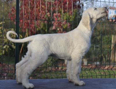 Les chiots de Levrier afghan