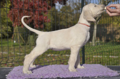 Les chiots de Levrier afghan