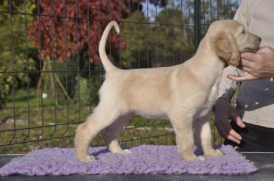 Les chiots de Levrier afghan