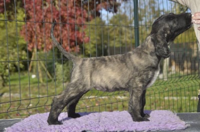 Les chiots de Levrier afghan