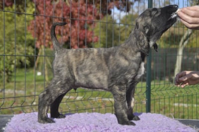 Les chiots de Levrier afghan