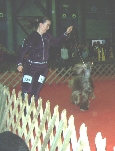 CH. Shéhérazade De aikhanoum - 1er exc CAC