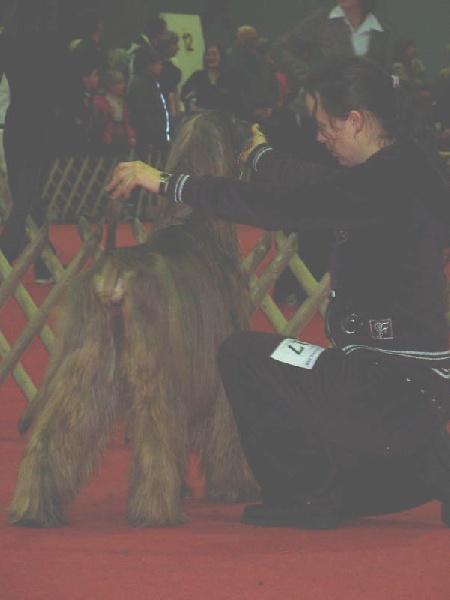 CH. Shéhérazade De aikhanoum - 1er exc CAC