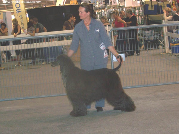 CH. Ninotckha de darjeeling - 2eme exc classe vétérant