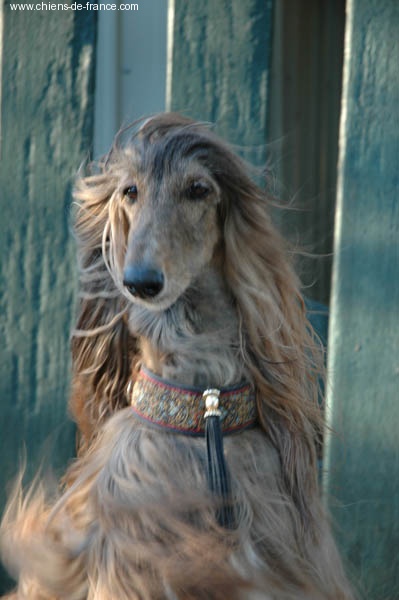 CH. Shéhérazade De aikhanoum - 2d RCAC RCACIB