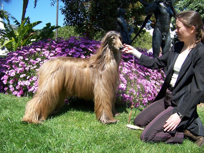 CH. Shéhérazade De aikhanoum - 1ere exc classe Champion