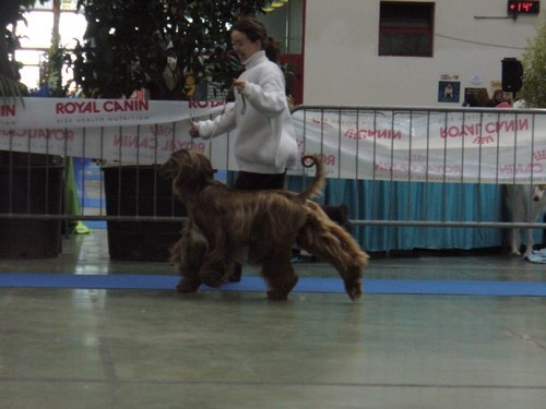 CH. Shéhérazade De aikhanoum - 1er exc RCACIB