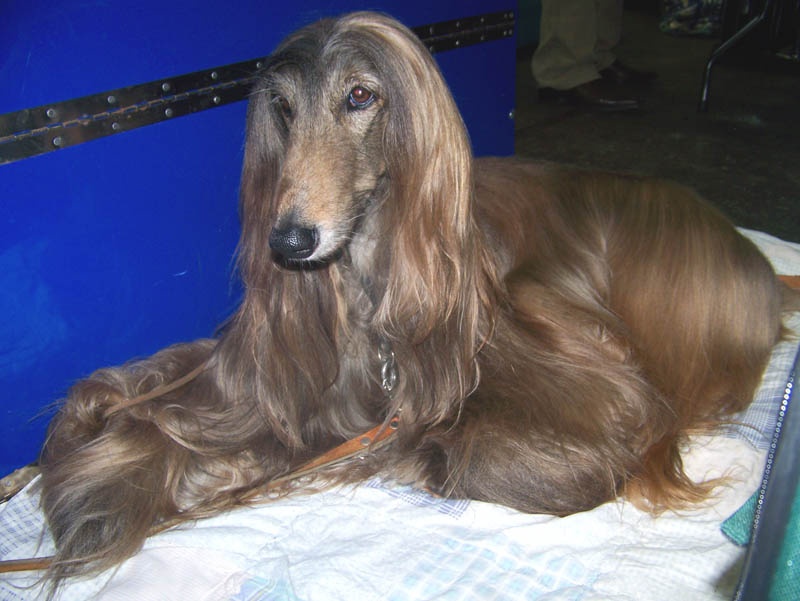 CH. Shéhérazade De aikhanoum - 1er exc