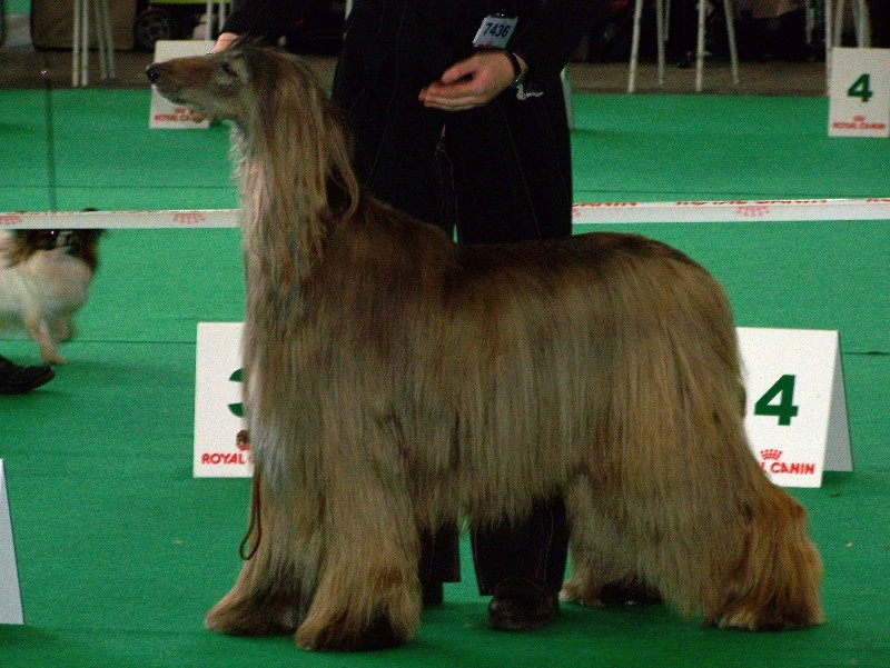 CH. Shéhérazade De aikhanoum - 2eme exc classe champion