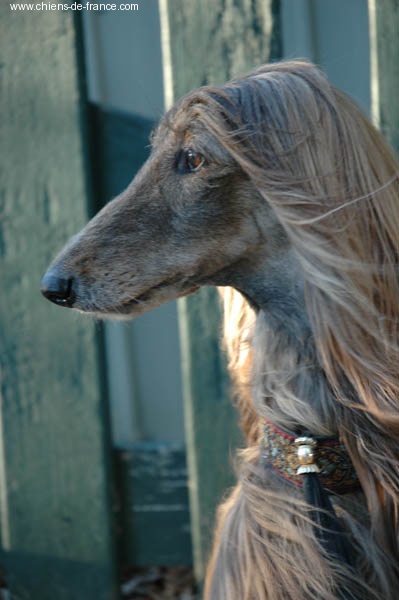 CH. Shéhérazade De aikhanoum - 2d RCAC