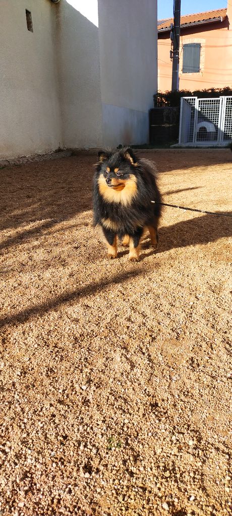 Publication : De sand-pam