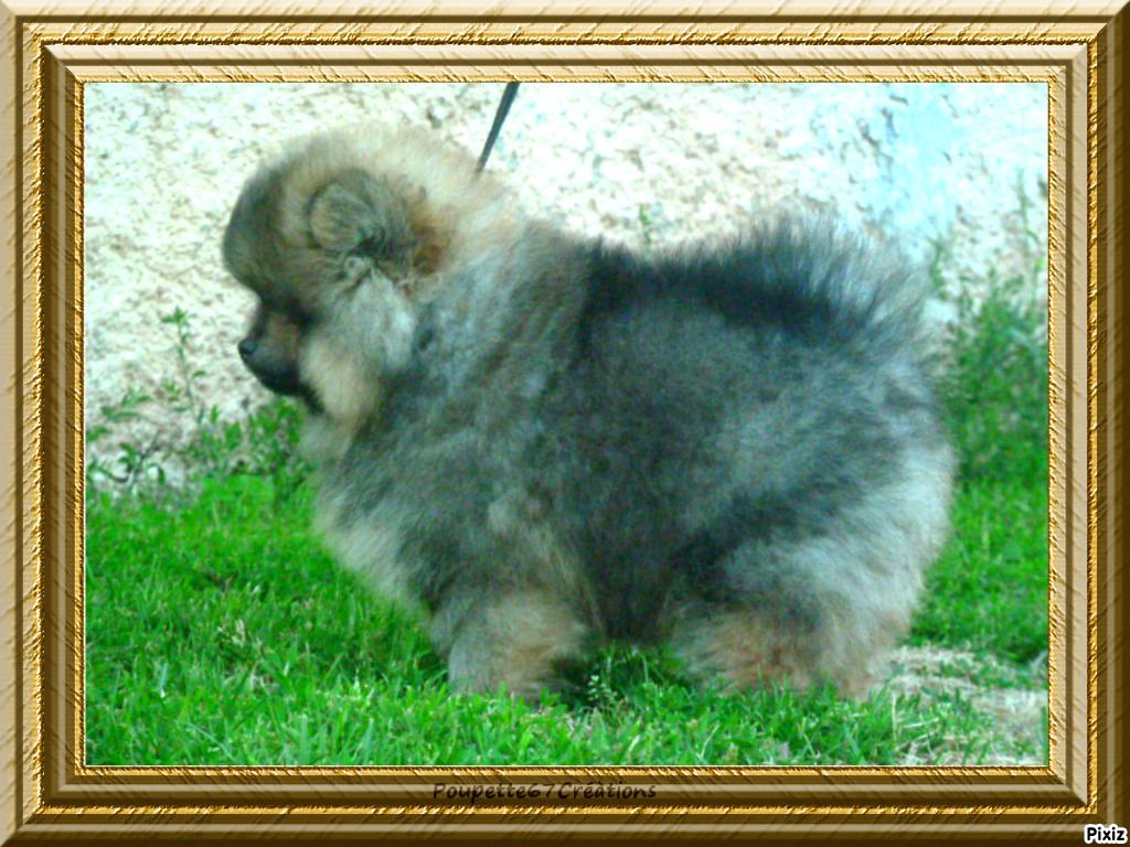 Publication : De sand-pam