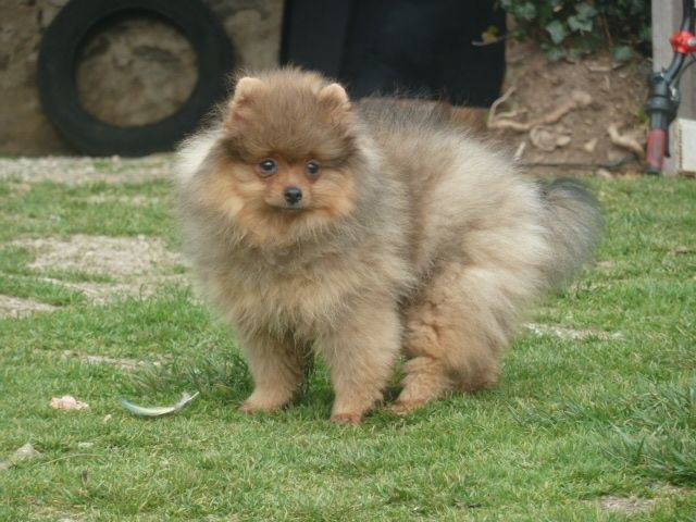 Publication : De sand-pam