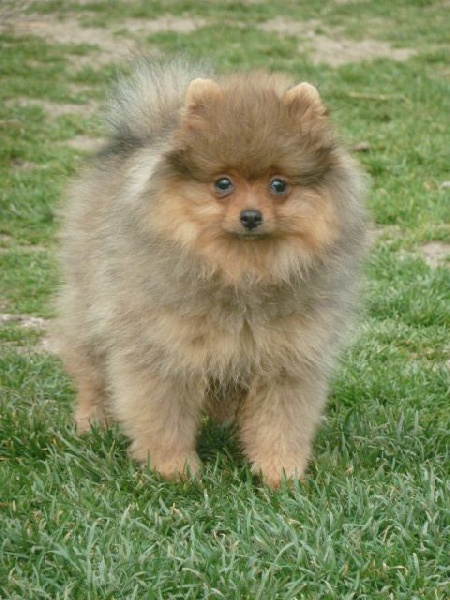 Publication : De sand-pam