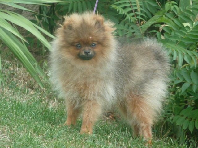 Publication : De sand-pam