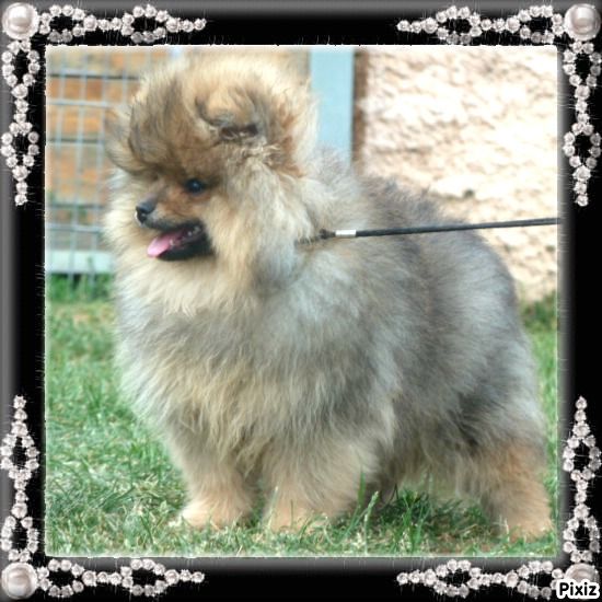 Publication : De sand-pam