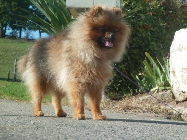 Publication : De sand-pam