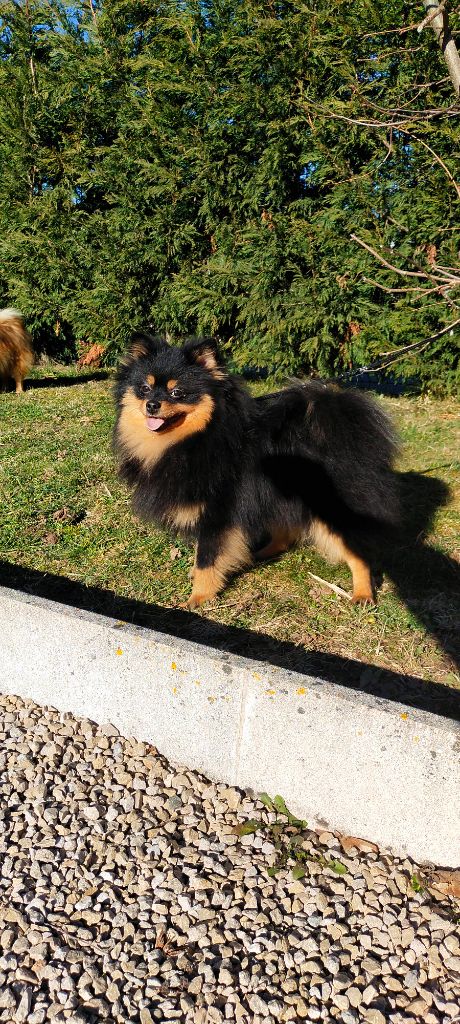 Publication : De sand-pam