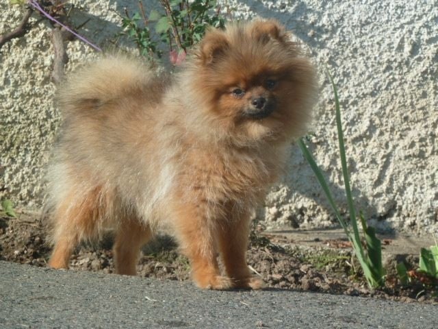 Publication : De sand-pam