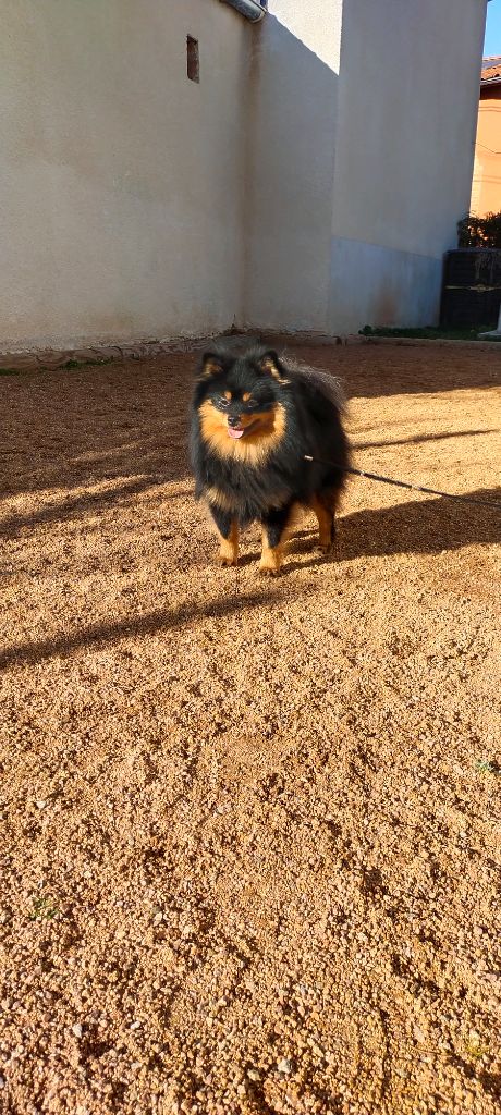 Publication : De sand-pam