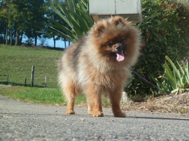 Publication : De sand-pam