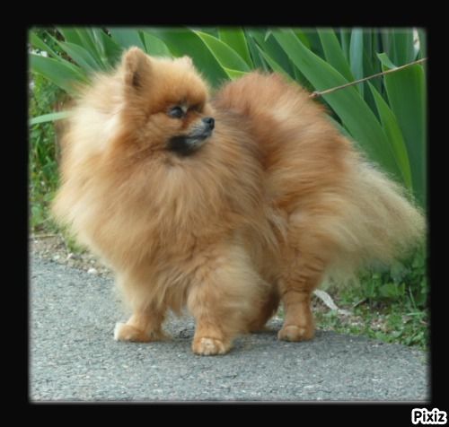 Publication : De sand-pam