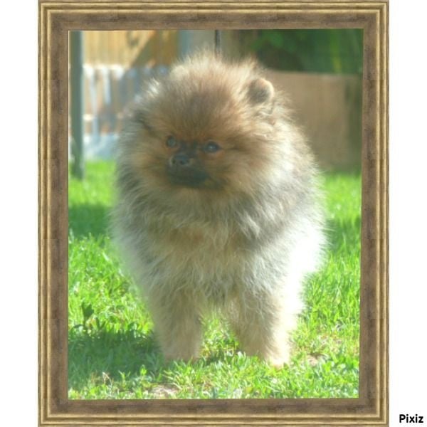 Publication : De sand-pam