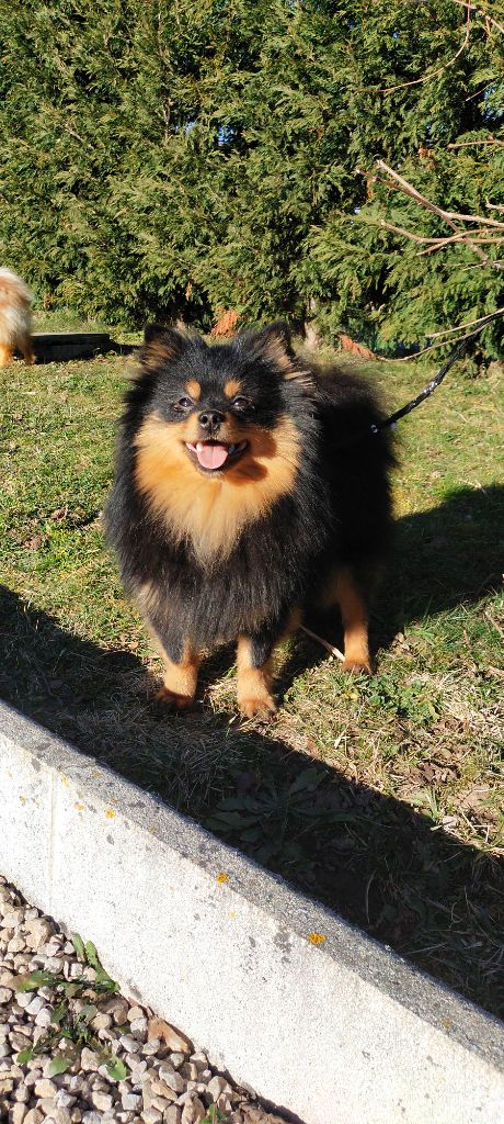 Publication : De sand-pam