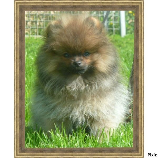 Publication : De sand-pam